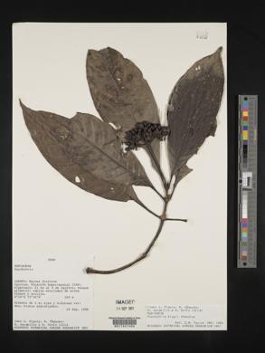 Carapichea klugii image