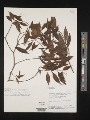 Psychotria leiocarpa image