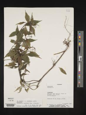 Psychotria leiocarpa image