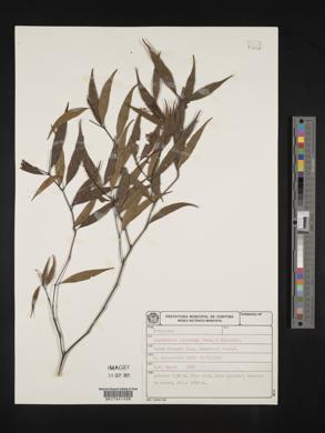 Psychotria leiocarpa image