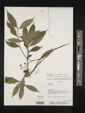 Psychotria leiocarpa image