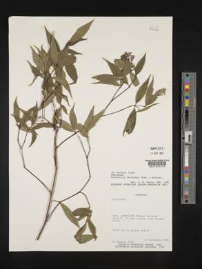 Psychotria leiocarpa image