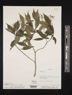 Psychotria leiocarpa image