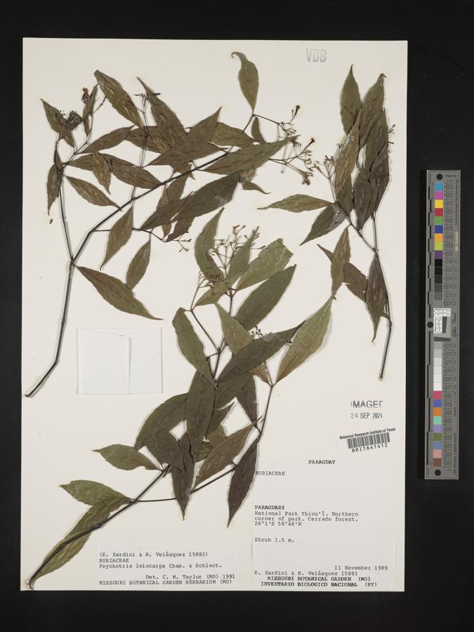 Psychotria leiocarpa image