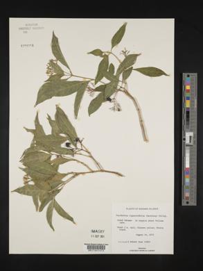 Psychotria ligustrifolia image