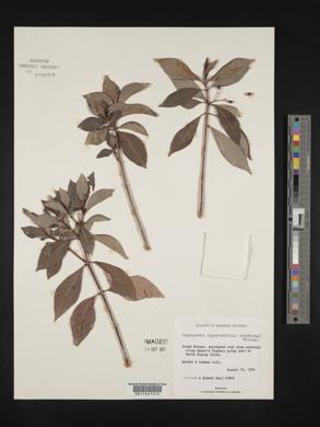 Psychotria ligustrifolia image