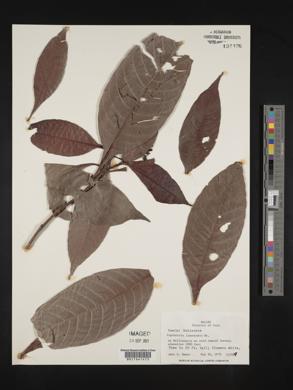 Psychotria limonensis image