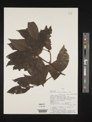 Psychotria iodotricha image