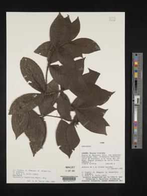 Psychotria iodotricha image