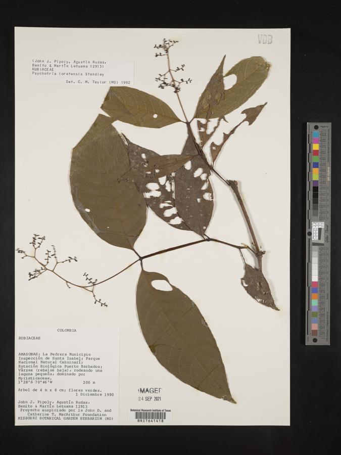 Psychotria longicuspis image