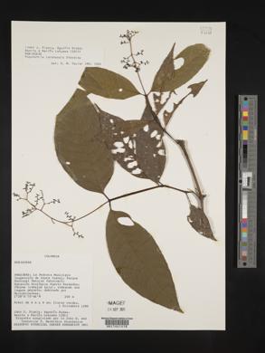 Psychotria longicuspis image