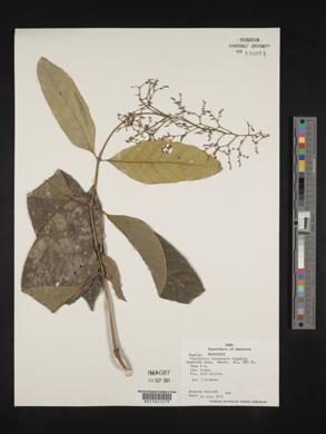 Psychotria longicuspis image