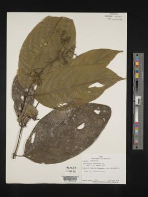 Psychotria longicuspis image