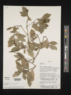 Psychotria lupulina image