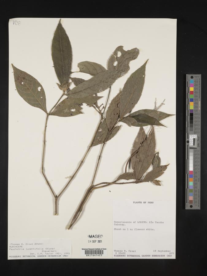 Psychotria ostreophora image