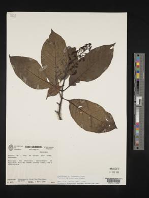 Psychotria luxurians image