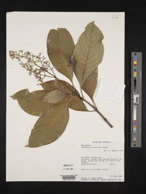 Psychotria luxurians image