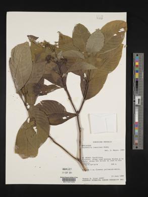 Psychotria luxurians image