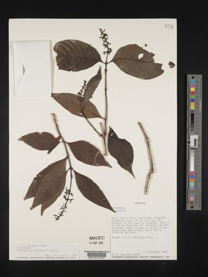 Palicourea subfusca image