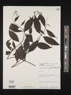 Psychotria tenuicaulis image