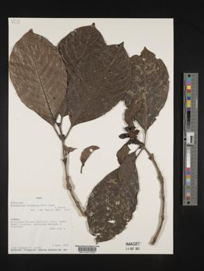 Psychotria tinctoria image