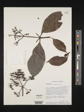 Psychotria trichotoma image