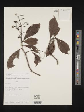 Psychotria trichotoma image