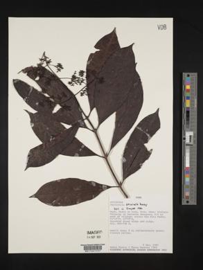 Psychotria trivialis image