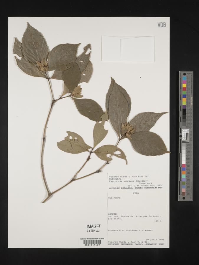 Palicourea ostreophora image