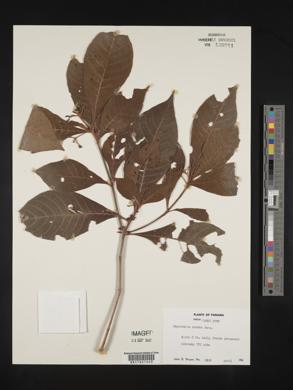 Psychotria undata image