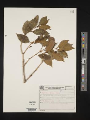 Palicourea sessilis image