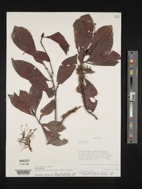 Psychotria viridis image