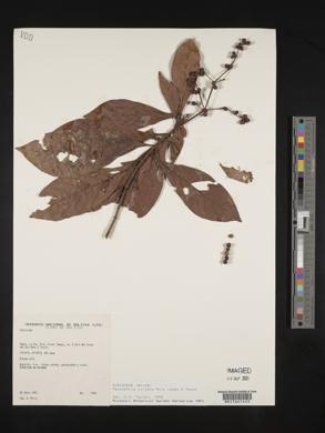 Psychotria viridis image