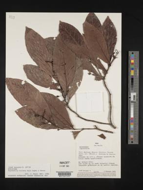 Psychotria viridis image