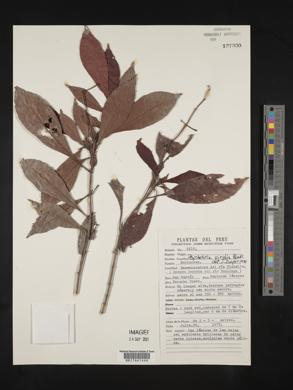 Psychotria viridis image