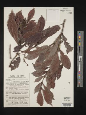 Psychotria viridis image