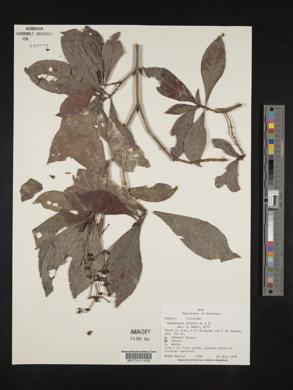 Psychotria viridis image