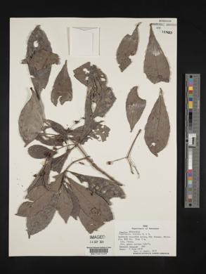 Psychotria viridis image