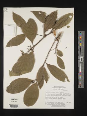 Psychotria racemosa image