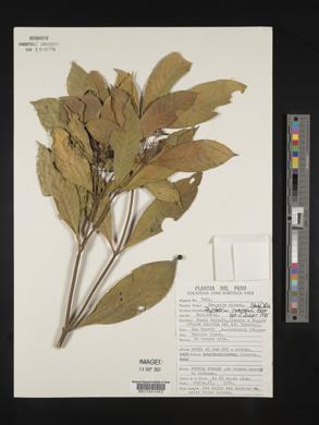 Psychotria racemosa image
