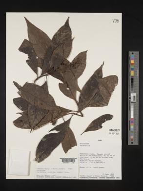 Psychotria racemosa image
