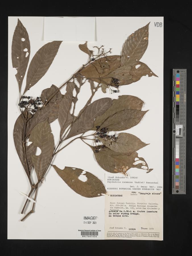 Psychotria racemosa image