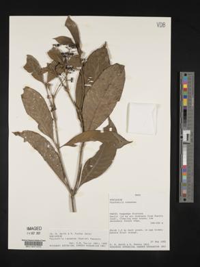 Psychotria racemosa image