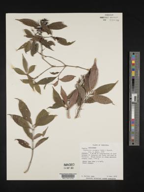 Psychotria racemosa image
