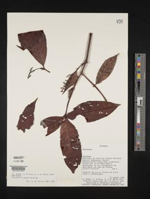 Psychotria remota image