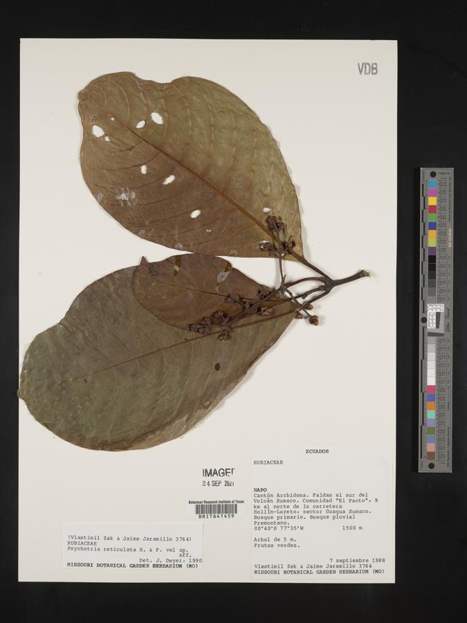 Palicourea reticulata image