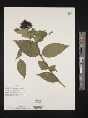 Palicourea rhodothamna image