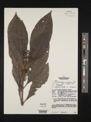 Psychotria rufescens image