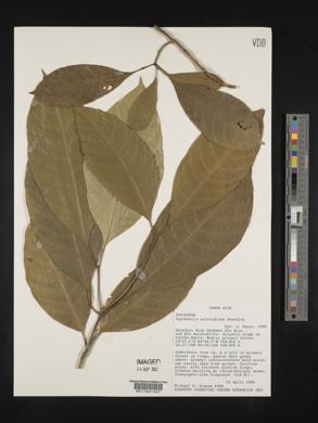 Psychotria solitudinum image