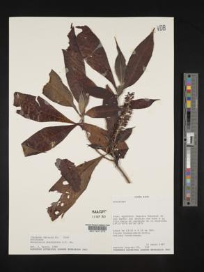 Rondeletia stachyoidea image